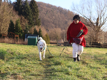 KAEL, Hund, Mischlingshund in Mömbris - Bild 8