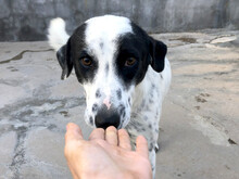 SABELE, Hund, Mischlingshund in Xanten - Bild 10