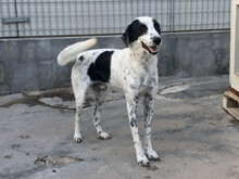 SABELE, Hund, Mischlingshund in Xanten - Bild 11