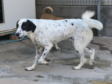 SABELE, Hund, Mischlingshund in Xanten - Bild 12