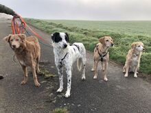 SABELE, Hund, Mischlingshund in Xanten - Bild 2