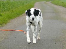 SABELE, Hund, Mischlingshund in Xanten - Bild 5