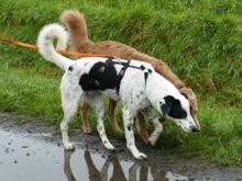 SABELE, Hund, Mischlingshund in Xanten - Bild 7