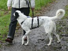 SABELE, Hund, Mischlingshund in Xanten - Bild 9