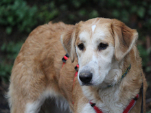 FOSCA, Hund, Mischlingshund in Aichhalden - Bild 2