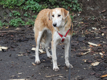 FOSCA, Hund, Mischlingshund in Aichhalden - Bild 3