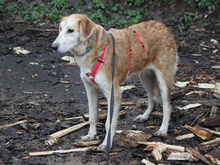 FOSCA, Hund, Mischlingshund in Aichhalden - Bild 4