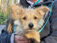 FABIOLO, Hund, Mischlingshund in Köln - Bild 4