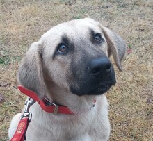 NOAH, Hund, Mischlingshund in Griechenland - Bild 1