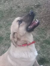 NOAH, Hund, Mischlingshund in Griechenland - Bild 14