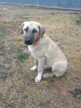 NOAH, Hund, Mischlingshund in Griechenland - Bild 15
