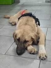 NOAH, Hund, Mischlingshund in Griechenland - Bild 16