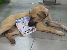 NOAH, Hund, Mischlingshund in Griechenland - Bild 17