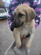 NOAH, Hund, Mischlingshund in Griechenland - Bild 18