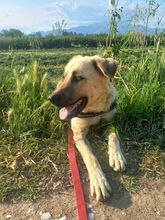 NOAH, Hund, Mischlingshund in Griechenland - Bild 19