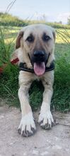 NOAH, Hund, Mischlingshund in Griechenland - Bild 20