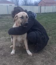 NOAH, Hund, Mischlingshund in Griechenland - Bild 4