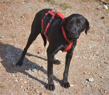 MORLA, Hund, Labrador Retriever in Spanien - Bild 1