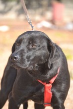 MORLA, Hund, Labrador Retriever in Spanien - Bild 2