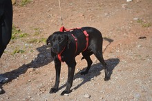 MORLA, Hund, Labrador Retriever in Spanien - Bild 3