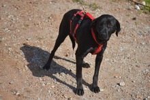 MORLA, Hund, Labrador Retriever in Spanien - Bild 4