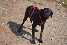 MORLA, Hund, Labrador Retriever in Spanien - Bild 5