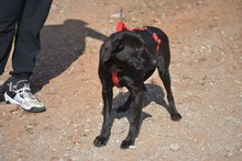 MORLA, Hund, Labrador Retriever in Spanien - Bild 6