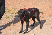 MORLA, Hund, Labrador Retriever in Spanien - Bild 7