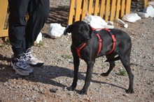 MORLA, Hund, Labrador Retriever in Spanien - Bild 8