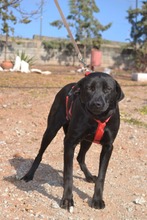 MORLA, Hund, Labrador Retriever in Spanien - Bild 9