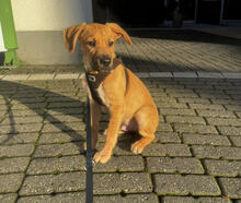 WHISKEY, Hund, Mischlingshund in Gangelt - Bild 1