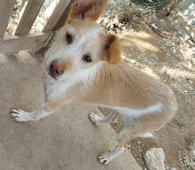 GRETEL, Hund, Mischlingshund in Portugal - Bild 1