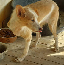 GRETEL, Hund, Mischlingshund in Portugal - Bild 3