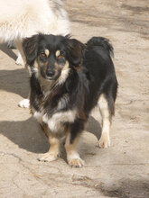 SAMMY, Hund, Mischlingshund in Bulgarien - Bild 1