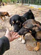 SAMMY, Hund, Mischlingshund in Bulgarien - Bild 10