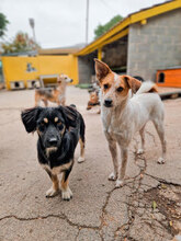 SAMMY, Hund, Mischlingshund in Bulgarien - Bild 11