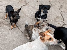 SAMMY, Hund, Mischlingshund in Bulgarien - Bild 13