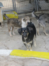 SAMMY, Hund, Mischlingshund in Bulgarien - Bild 17