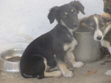 SAMMY, Hund, Mischlingshund in Bulgarien - Bild 18