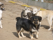 SAMMY, Hund, Mischlingshund in Bulgarien - Bild 2