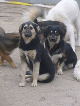 SAMMY, Hund, Mischlingshund in Bulgarien - Bild 4