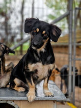 SAMMY, Hund, Mischlingshund in Bulgarien - Bild 7