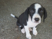 ROBIE, Hund, Mischlingshund in Bulgarien - Bild 11