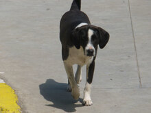 ROBIE, Hund, Mischlingshund in Bulgarien - Bild 4