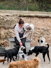 ROBIE, Hund, Mischlingshund in Bulgarien - Bild 5