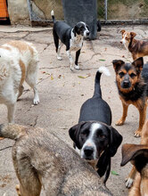 ROBIE, Hund, Mischlingshund in Bulgarien - Bild 6