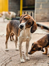 RUSTY, Hund, Mischlingshund in Bulgarien - Bild 1