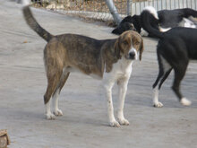 RUSTY, Hund, Mischlingshund in Bulgarien - Bild 10