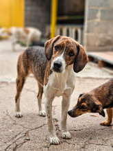 RUSTY, Hund, Mischlingshund in Bulgarien - Bild 2