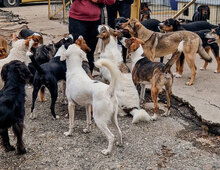 RUSTY, Hund, Mischlingshund in Bulgarien - Bild 3